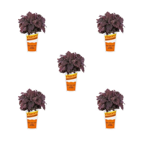 Vigoro 1.5 pt. Purple Heuchera Coral Bells Carnival Rose Granita Perennial Plant (5-Pack)