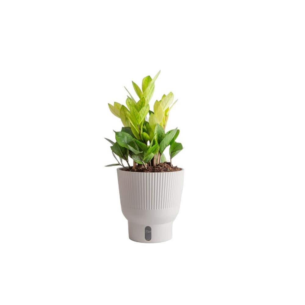 TRENDING TROPICALS 6 in. Trending Tropical Zamioculcas ZZ