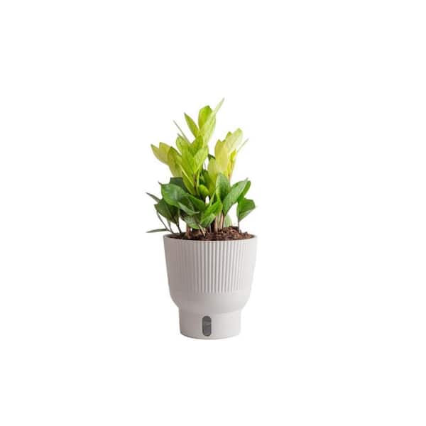 TRENDING TROPICALS 6 in. Trending Tropical Zamioculcas ZZ Chameleon Plant in Deco Pot