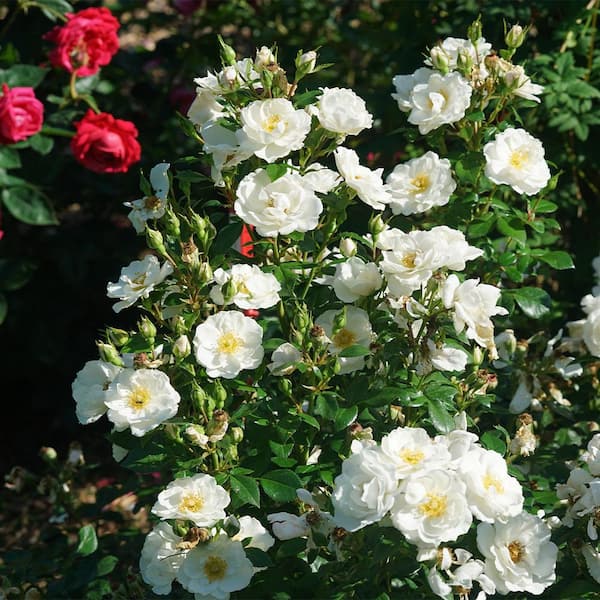 PROVEN WINNERS 2 Gal. Oso Easy Ice Bay Rose Shrub 18338 - The Home