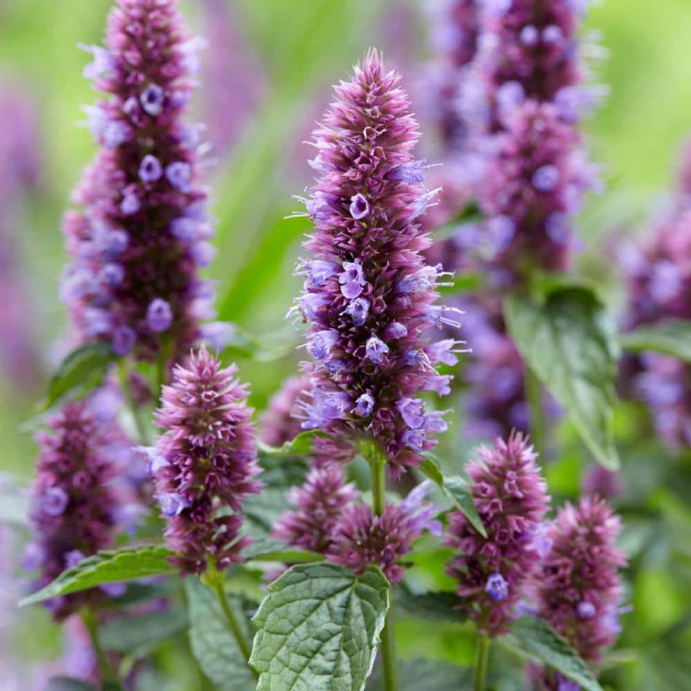 1 Gal. Pot, Beelicious Humminbird Mint Agastache Potted Purple Flowering Perennial Plant (1-Pack) price history on PriceWatchPro