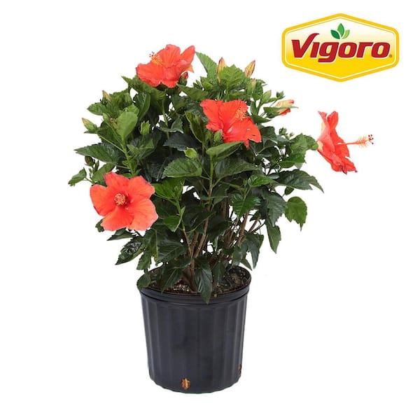Vigoro Grower's Choice Premium Hibiscus Flowering Outdoor Bush Plant in 10 in. Grower Pot, Avg Shipping Height 2-3 ft. Tall