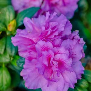 purple flowering bushes