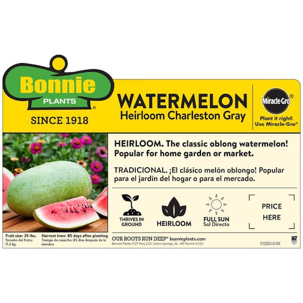 19 oz. Charleston Gray Watermelon Plant