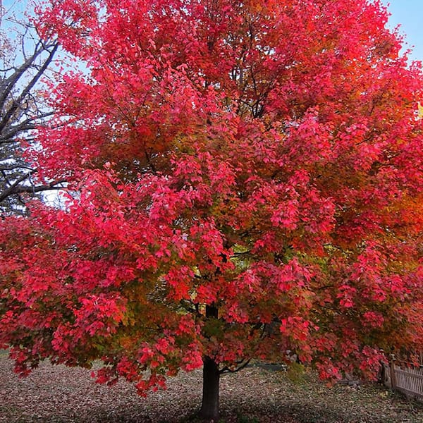 Maple treeブラック38 5 Pot Sun Valley Maple Tree MAPSUV05G - The Home Depot