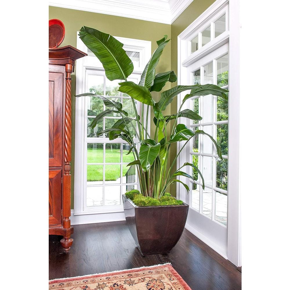 Giant White Bird of Paradise in Black Pot