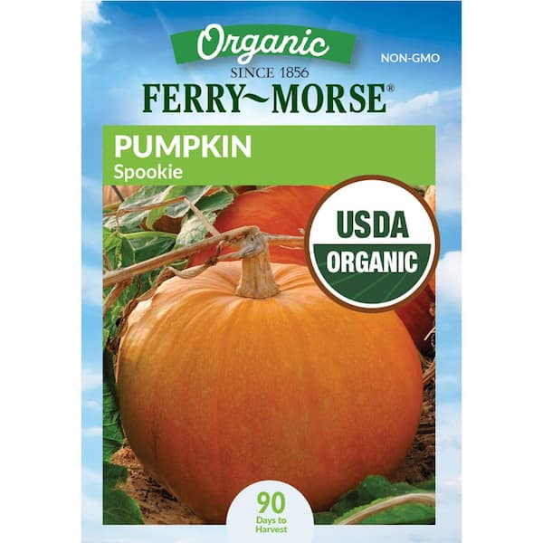 Organic Pumpkin Spookie Fruit Seed