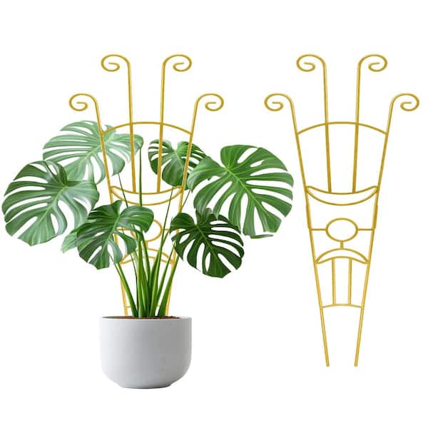 biggest money tree Large Money Tree XL/XXL (1.4m - 1.6m)