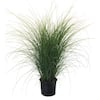 Maiden Grass (Miscanthus sinensis) Scout 20989 - The Home Depot