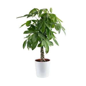 Pachira Braid Indoor Money Tree Plant in 10 in. Decor Planter Avg. Shipping Height 3-4 ft. Tall