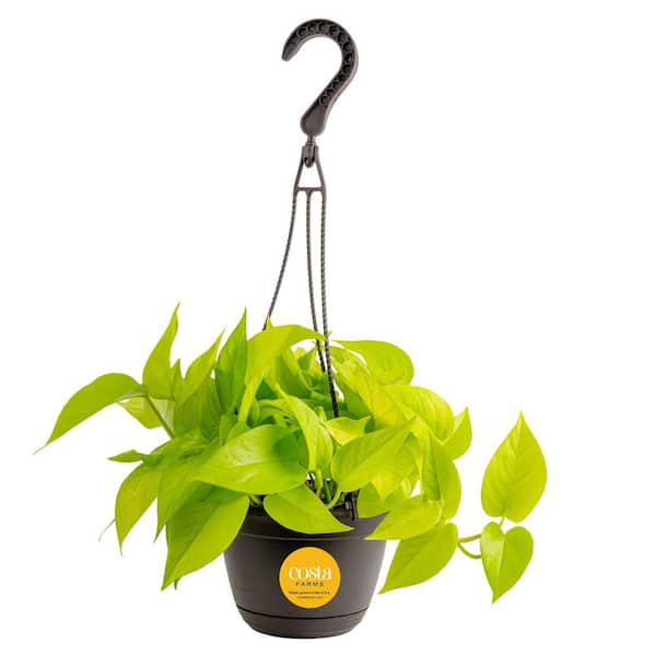 Exotic Angel Plants 6.6 in Exotic Angel Assorted Foliage Plant in Hanging Basket, Grower's Choice
