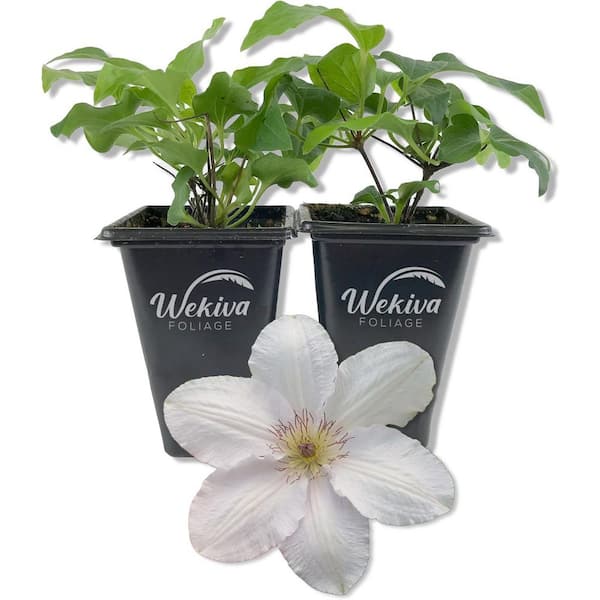 Clematis Guernsey Flute-3 Live Starter Plants in 2 Inch Growers Pots-Starter Plants Ready for The Garden