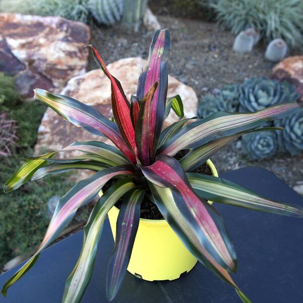 Neoregelia Margaret Bromeliad – Tropical Live Plant, Big Pup