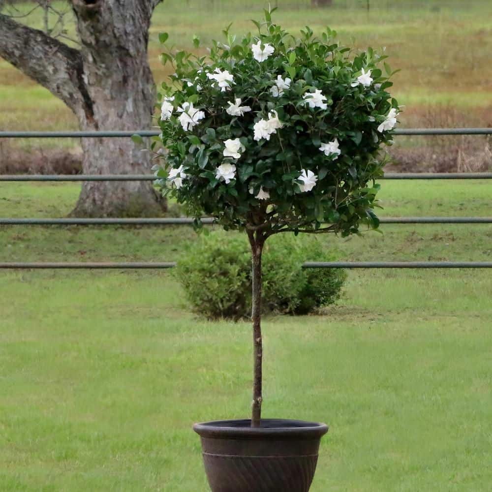 shrubs-hedges-1002968706-