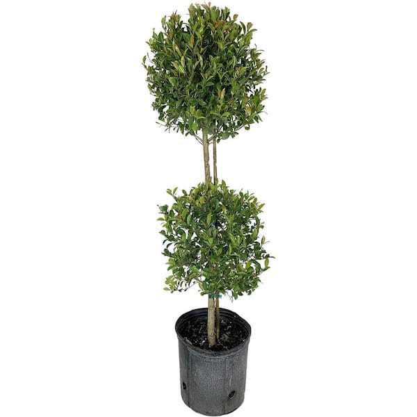 Eugenia 2 Ball Topiary-Live Plant in a 10 Inch Pot-Eugenia Myrtifolium-Outdoor Topiary Patios and Outdoor Decor
