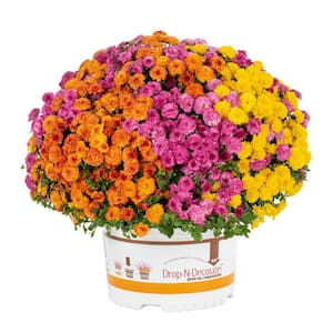 1.5 Gal. Orange, Purple, Yellow Drop N Decorate Mum Chrysanthemum Mix Perennial Plant (1-Pack)