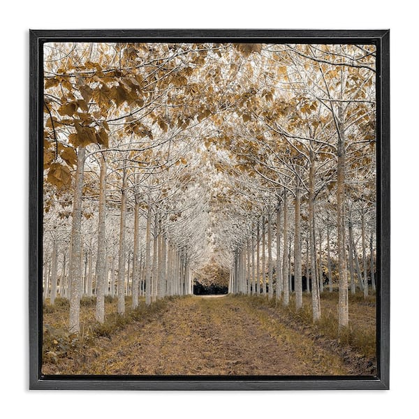 White Gold Birch Grove by Assaf Frank 1 Piece Black Floater Frame Nature Graphic Art Print 25 in. x 25 in.