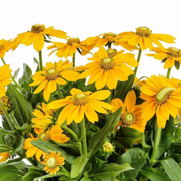2 Qt. Denver Daisy Rudbeckia Black Eyed Susan Yellow Perennial Plant (3-Pack)