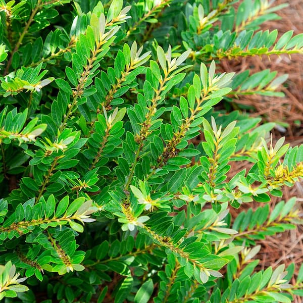 2 Gal. Bayou Bliss Distylium, Evergreen Shrub with Soft Blue-Green Foliage and a Rounded Habit