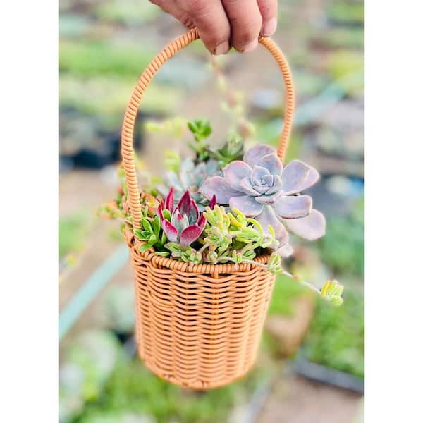 11 in. Small Wicker Soilless Succulent Plant Flower Basket