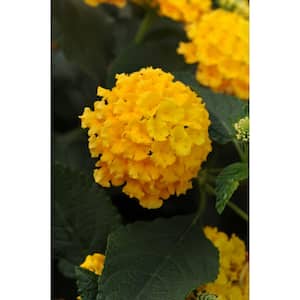 Yellow Lantana Outdoor Flowers in 1 Qt. Grower Pot, Avg. Shipping Height 10 in. Tall (8-Pack)