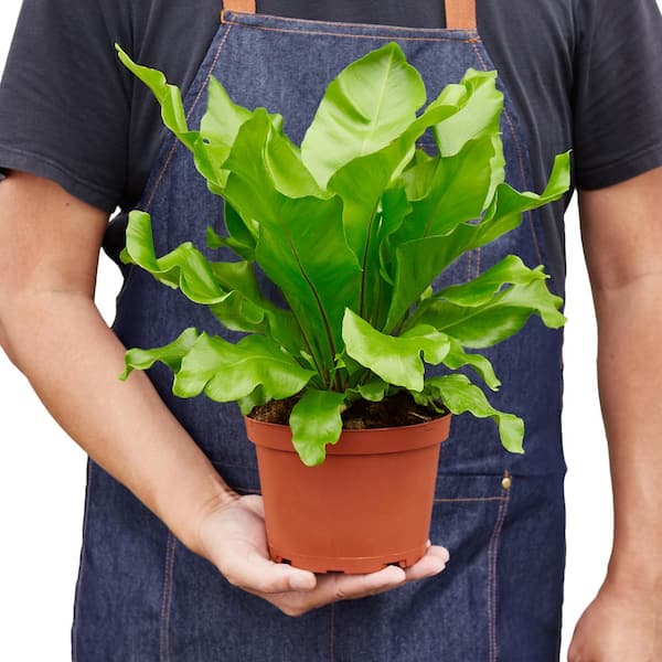 PPC INTERNATIONAL LLC Bird's Nest Nidus Fern (Asplenium nidus) Plant in 6  in. Grower Pot 6_FERN_NIDUS - The Home Depot
