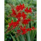 Crocosmia Lucifer Flower Bulbs (10-Pack)