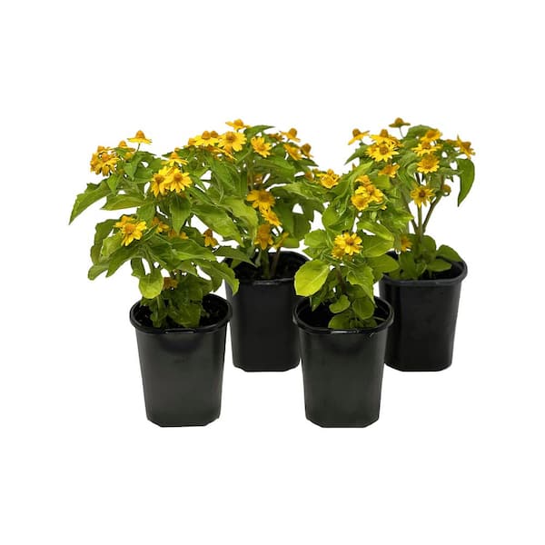 Pure Beauty Farms 1.38 Pt. Melampodium Showstart Yellow in Grower's Pot (4-Pack)