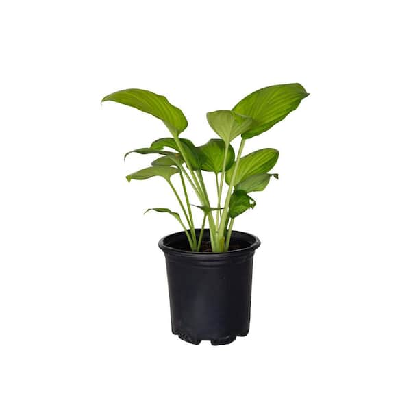 FLOWERWOOD 2.5 Qt. Guacamole Hosta Live Plant with Bright Apple Green and Dark Green Variegated Leaves