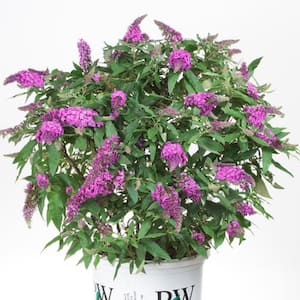 3 Gal. Pugster Periwinkle Butterfly Bush (Buddleia) Live Shrub with Purple Flowers