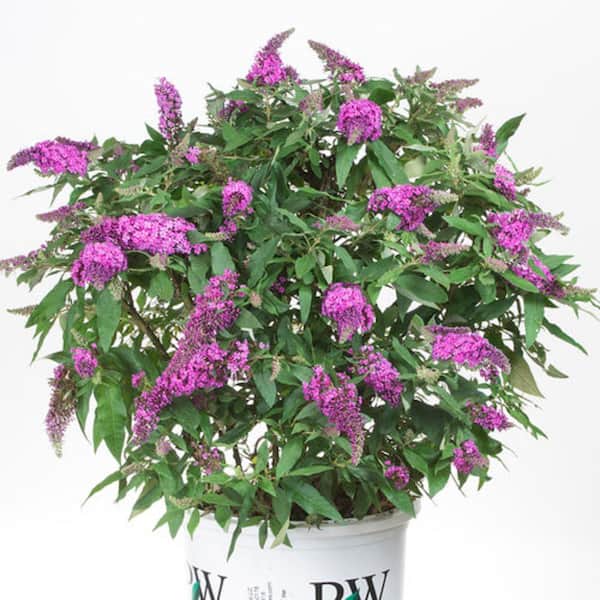 PROVEN WINNERS 3 Gal. Pugster Periwinkle Butterfly Bush (Buddleia) Live Shrub with Purple Flowers