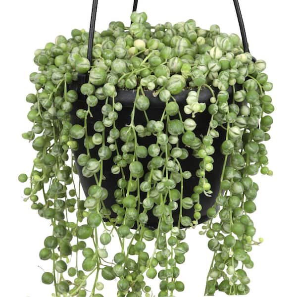 SMART PLANET 6 in. Assorted String of Pearls Hanging Basket Plant