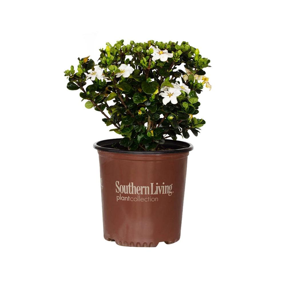 SOUTHERN LIVING 2 Gal. Diamond Spire Gardenia Live Evergreen Shrub