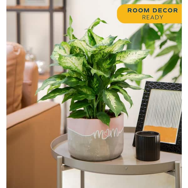 braided money tree plant Pachira Braid 