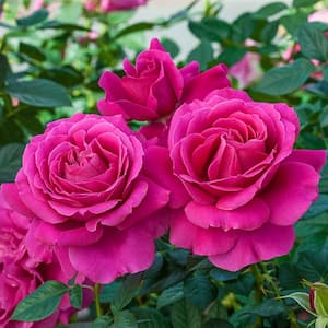 Pretty Lady Downton Abbey Grandiflora Rose, Dormant Bare Root Plant, Pink Color Flowers (1-Pack)