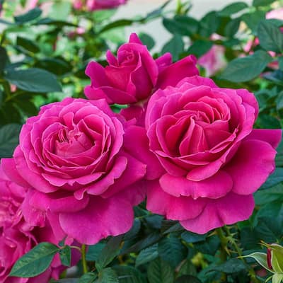 Pink Grandiflora Rose Bushes Garden Flowers The Home Depot