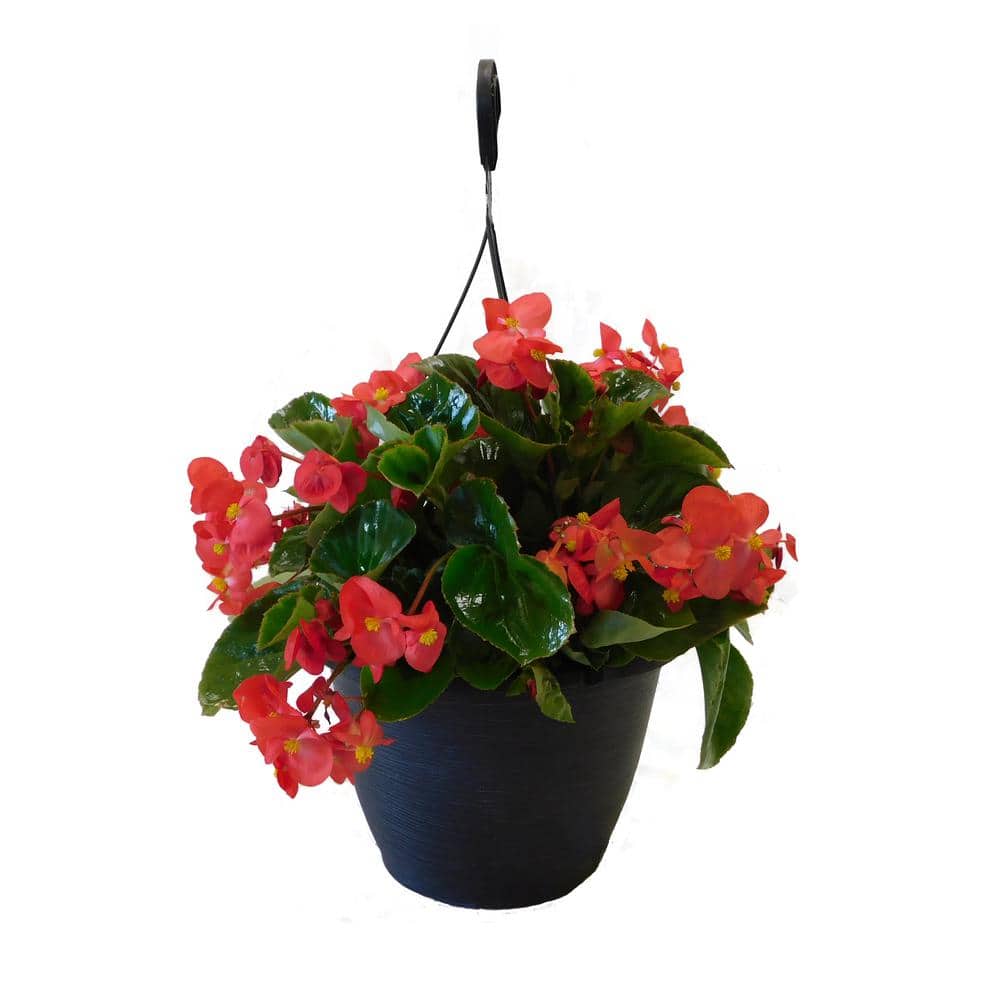 11 In Big Begonia With Red Flowers Hanging Basket Plant 4217 The Home Depot