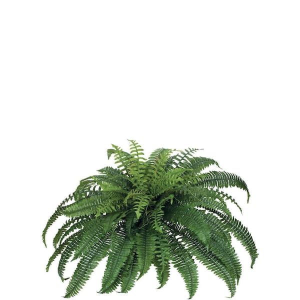 SULLIVANS Artificial 30 in. Green Boston Fern Plant Stem