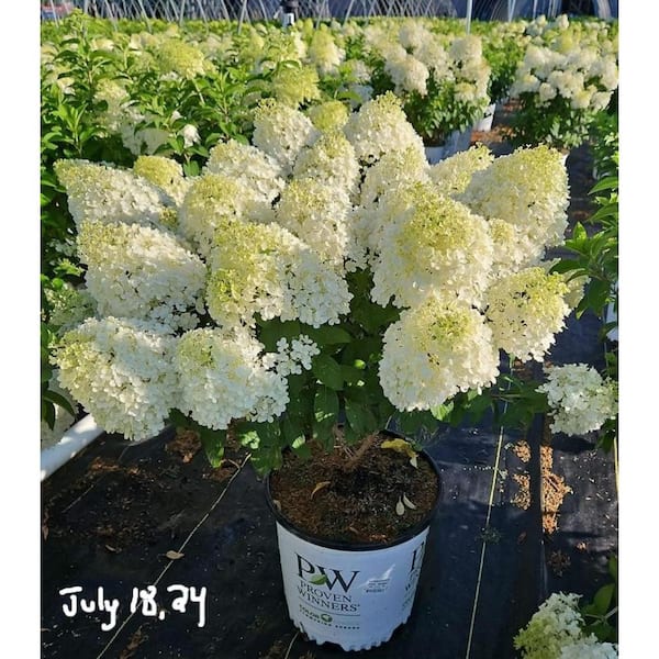 PROVEN WINNERS 3 Gal. Bobo Hardy Hydrangea - Tree Form, Live Plant with White Dwarf Form Flowers, Zone 3-8 (1-Pack)