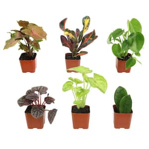 Premium Live Houseplant Indoor Plant Pack (Includes 6 Unique Plants) in 2 in. Grower Pots