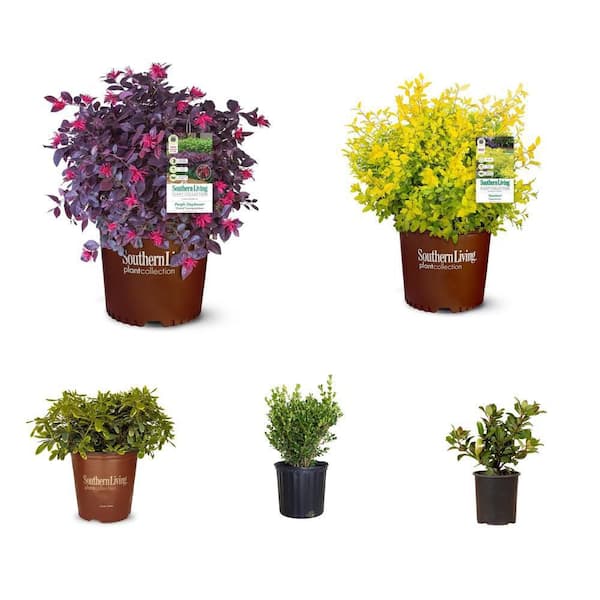 Loropetalum, Ligustrum, Pittosporum, Boxwood, Hawthorn Combo