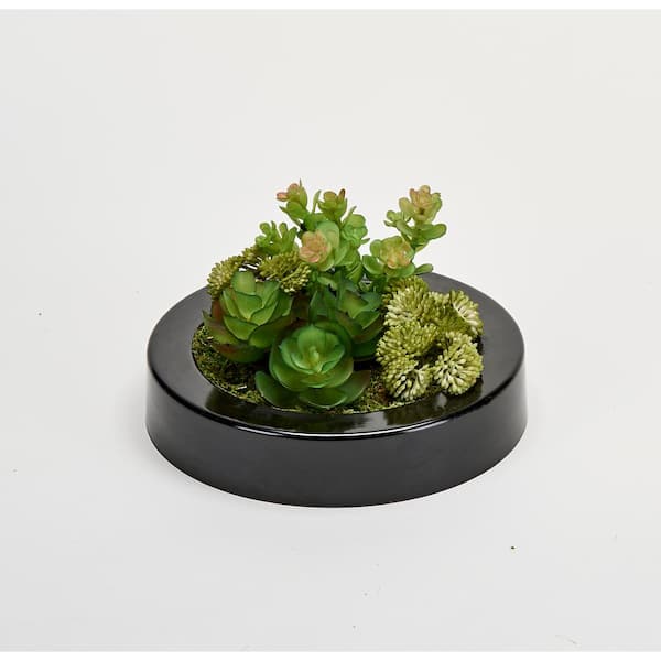 Succulent Dish Terrarium Kit