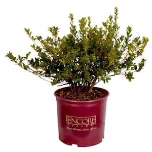 1 Gal. Autumn Rouge - Pink Re-Blooming Compact Evergreen Shrub