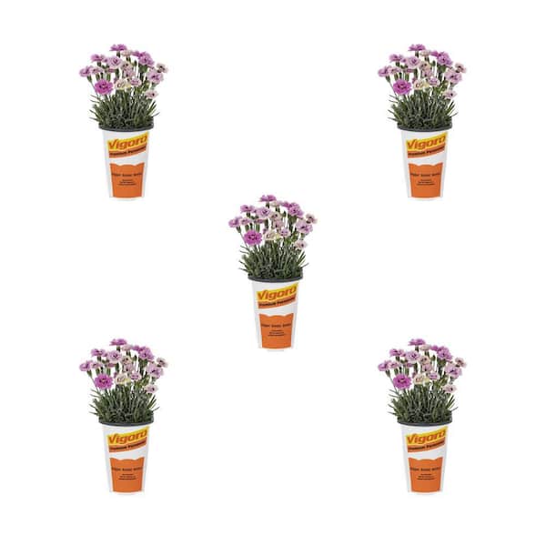 Vigoro 1.5 Pint. Dianthus Carnation Star Double Pop Star Pink Bicolor Perennial Plant (5-Pack)