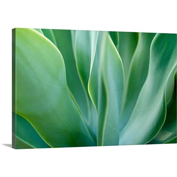 GreatBigCanvas "Agave VI" by Jonathan Nourok Canvas Wall Art