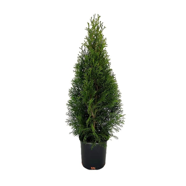 Unbranded 2.5 QT. - Emerald Green Arborvitae (Thuja) Live Evergreen Shrub, Green Foliage #1 Pot
