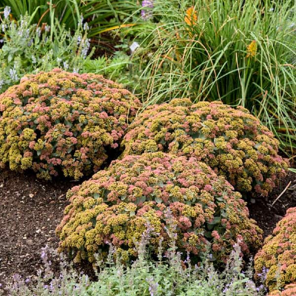 PROVEN WINNERS 0.65 Gal., Rock N Grow Coraljade Stonecrop (Sedum