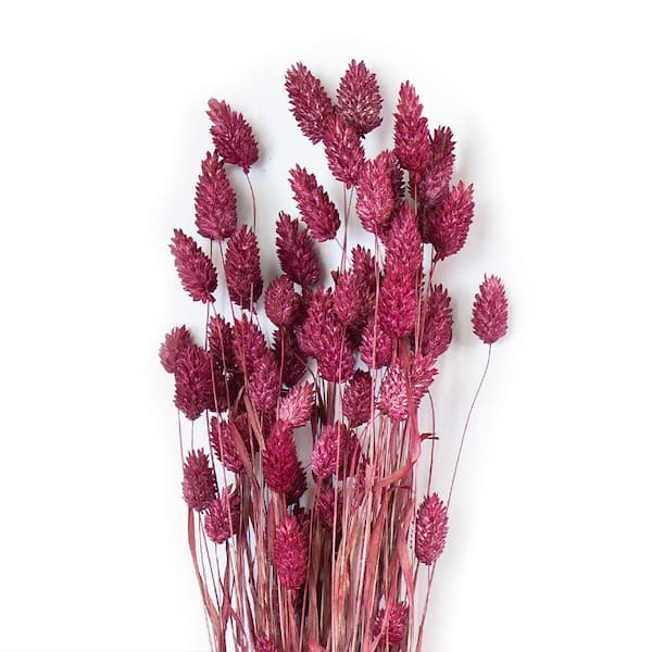 Bindle & Brass 24 in. Pink Dried Natural Phalaris Fuchsia (2-Pack)