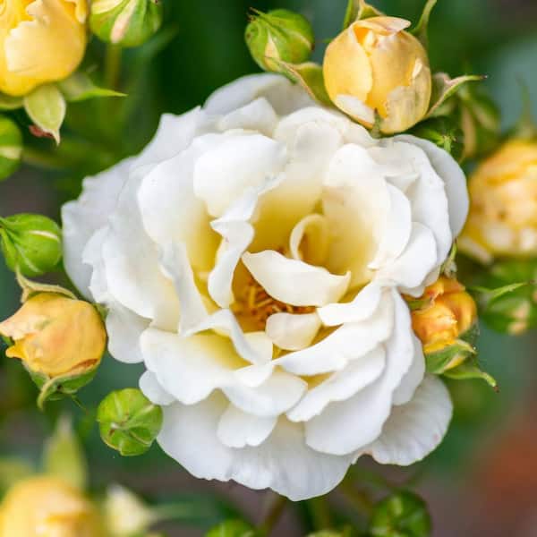 3 Gal. Popcorn Drift Rose Bush with Soft Yellow Flowers
