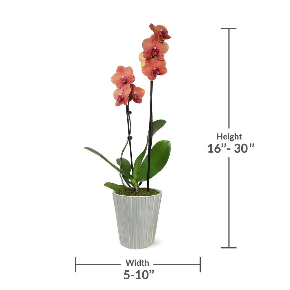 Salmon Phalaenopsis Orchid in Beige Ceramic Pot